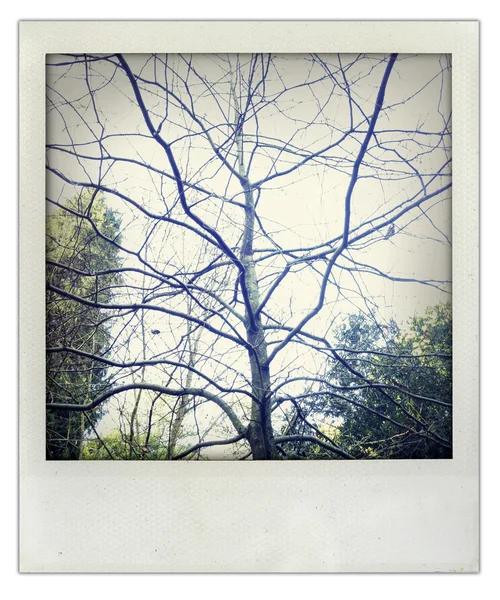Gołe drzewa — Zdjęcie stockowe