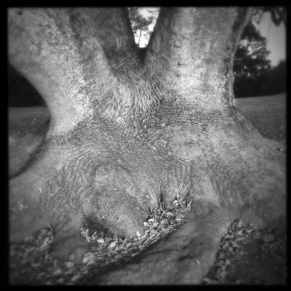 Tronc d'arbre — Photo