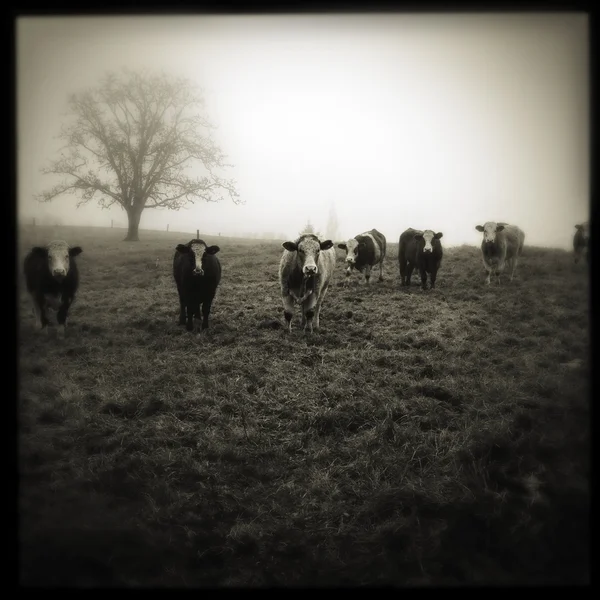 Livestock — Stock Photo, Image