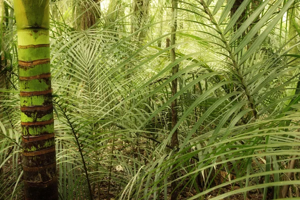 Jungle — Stockfoto