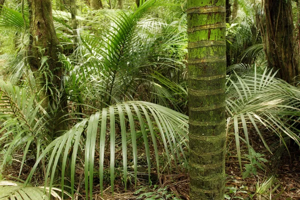 Selva — Fotografia de Stock