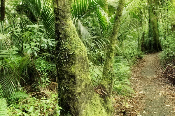 Jungle — Stock Photo, Image