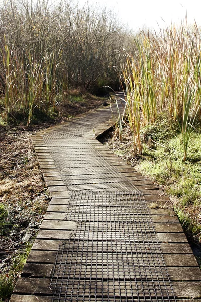 Passeggiata nelle zone umide — Foto Stock