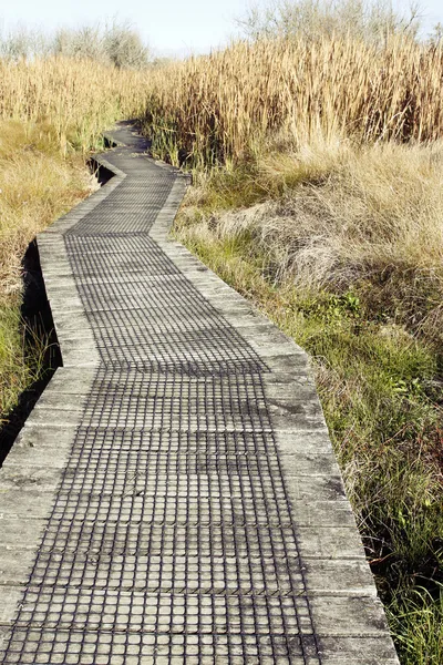 Passeggiata nelle zone umide — Foto Stock