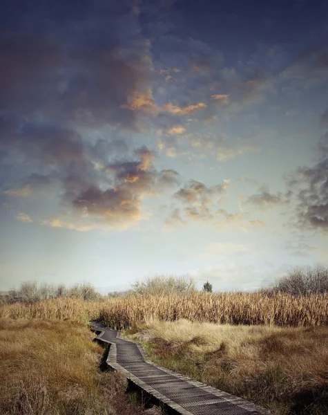 Wetland walk — Stock Photo, Image