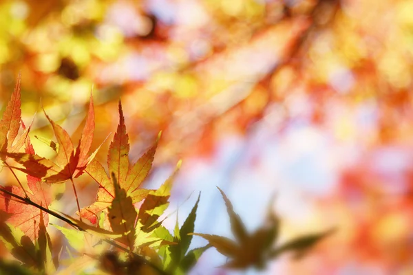 Autumn — Stock Photo, Image