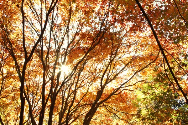 Autunno — Foto Stock