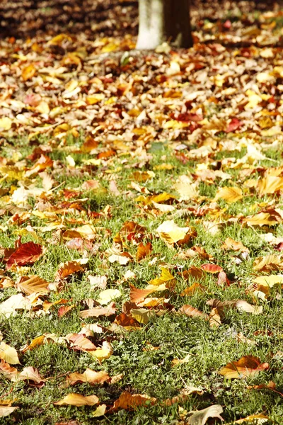 Herbst — Stockfoto