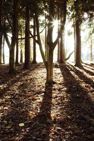 Skogen solljus — Stockfoto