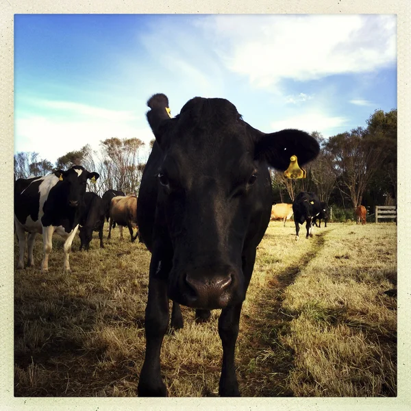 Vacas — Fotografia de Stock