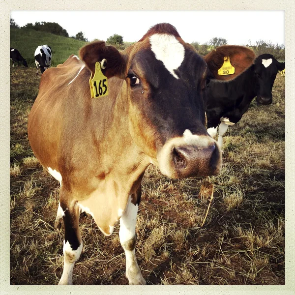 Cows — Stock Photo, Image