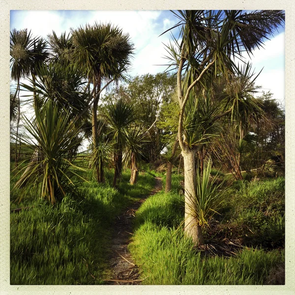 Cabbage trees — Stock Photo, Image