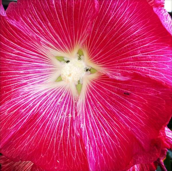 Ameise auf Blume — Stockfoto