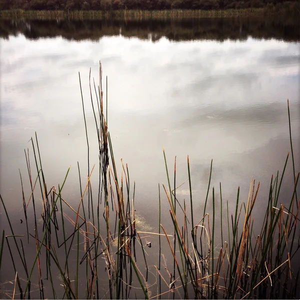 Gölet — Stok fotoğraf
