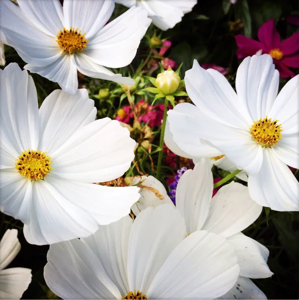 Flowers — Stock Photo, Image