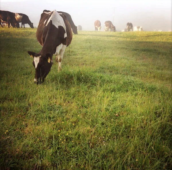 Vacas — Fotografia de Stock