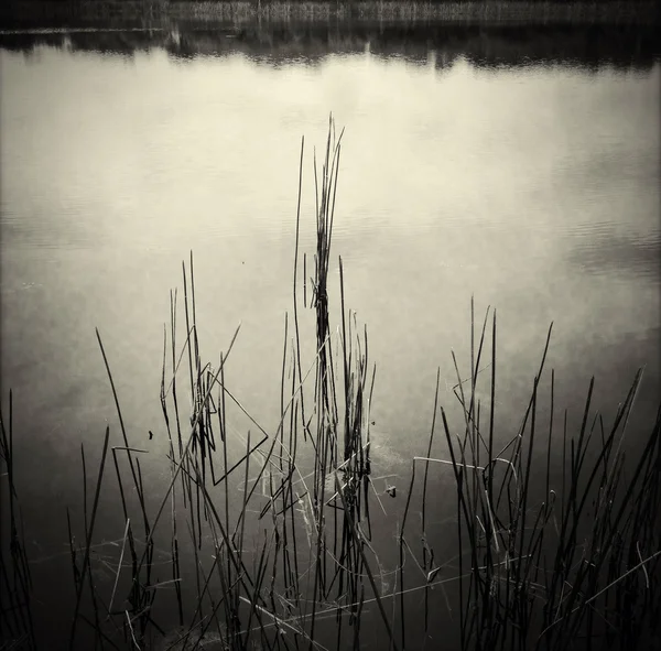 Lagoa — Fotografia de Stock