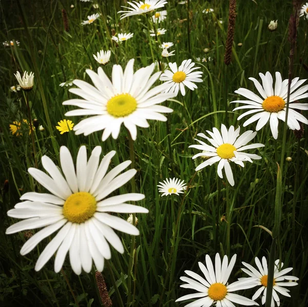 Marguerites sauvages — Photo