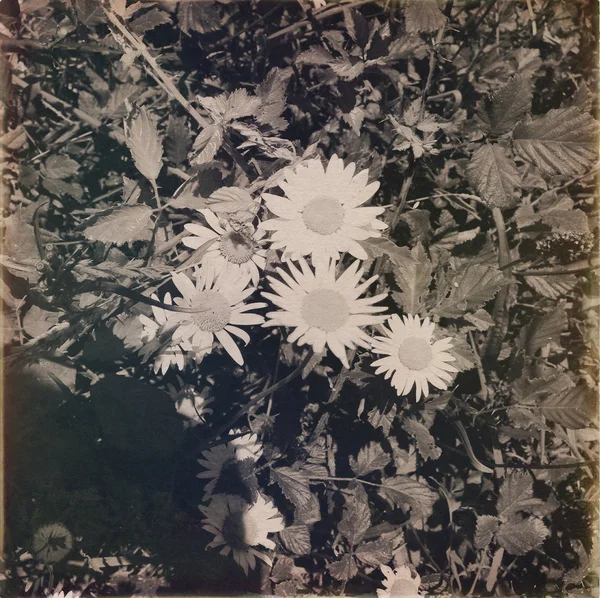 Marguerites sauvages — Photo