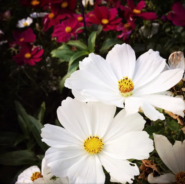 Flowers — Stock Photo, Image