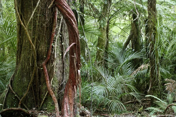 Selva — Fotografia de Stock