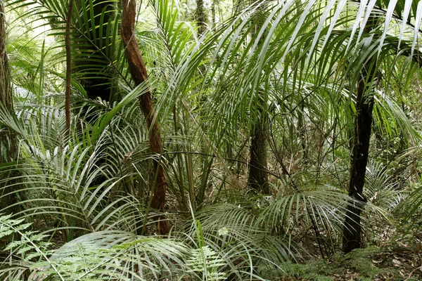 Jungle — Stock Photo, Image