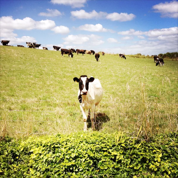 Vacas — Fotografia de Stock