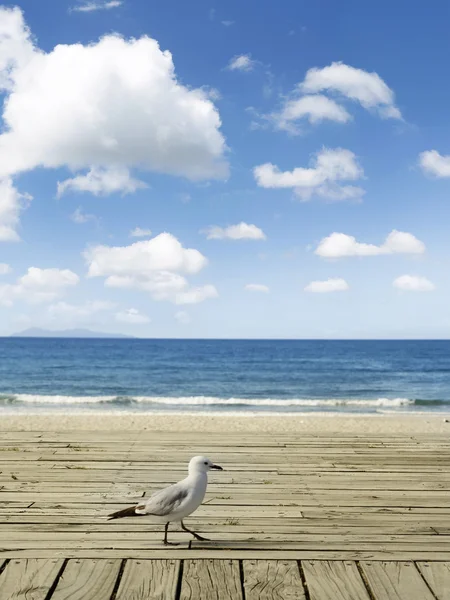 Seagull — Stock Photo, Image