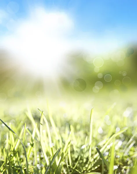 Frühling — Stockfoto