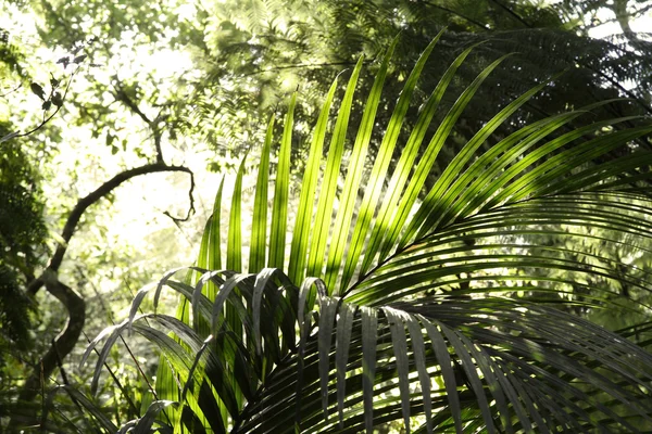 Tropical forest — Stock Photo, Image