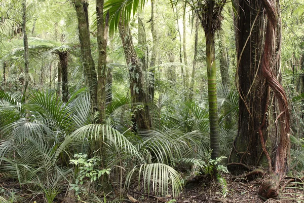 Selva — Fotografia de Stock