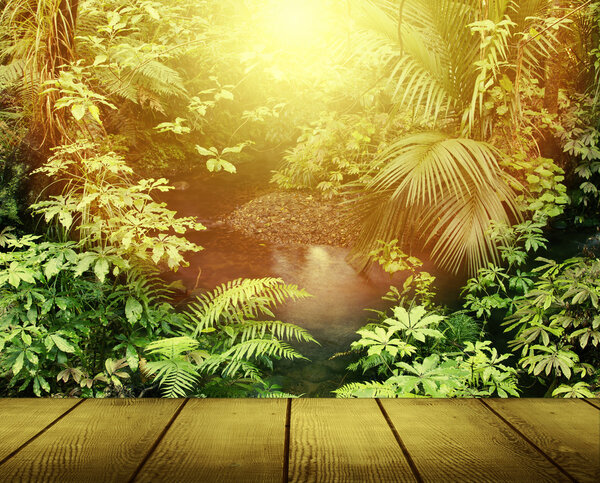 Sunlight in tropical jungle forest