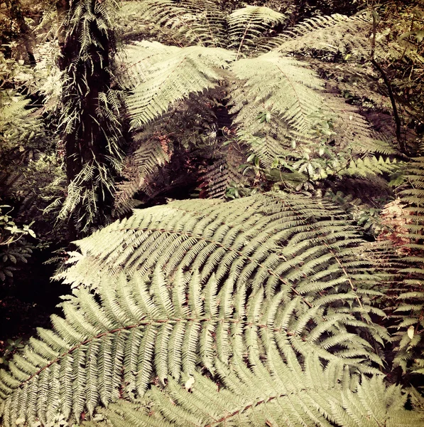 Alberi di felce — Foto Stock