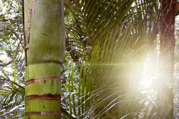 Waldlicht — Stockfoto