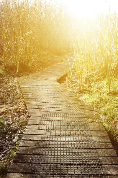 Passeggiata nella palude — Foto Stock