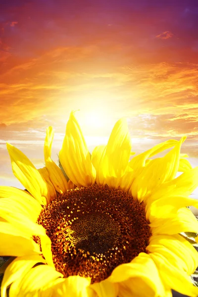 Sonnenblume — Stockfoto