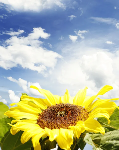 Girasole — Foto Stock