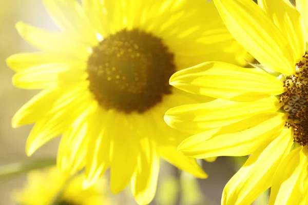 Flores — Foto de Stock