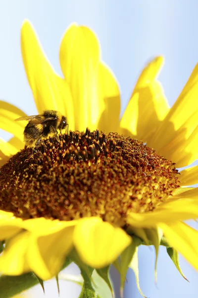 Abeja en flor — Foto de Stock