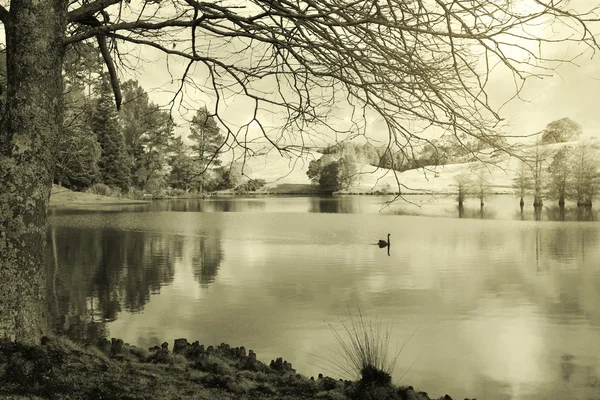 Cisne — Fotografia de Stock