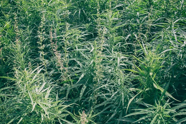 Doğal Ortamda Marihuana Doğada Esrar — Stok fotoğraf