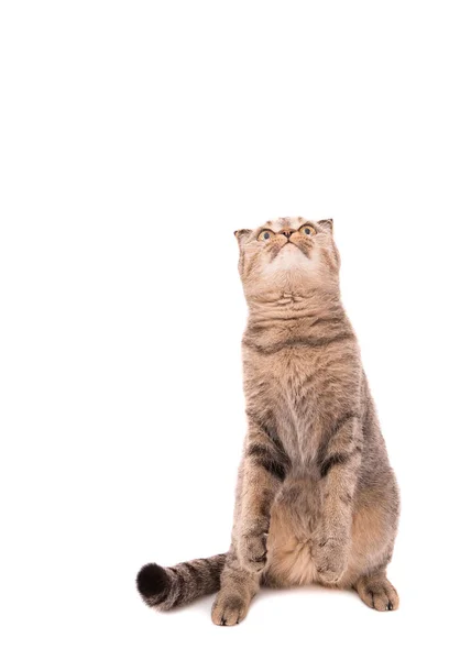 Kucing Itu Mendongak Dan Bermain — Stok Foto