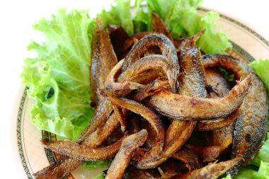 kısa moray