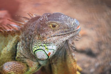 yaralı iguana