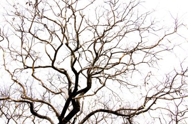 leavesless ağacı