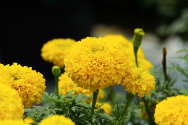 doğa kadife çiçeği