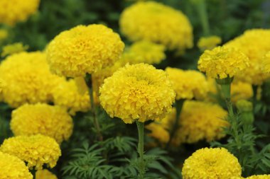 doğa kadife çiçeği