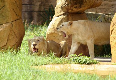 Beyaz Aslan dişi aslan