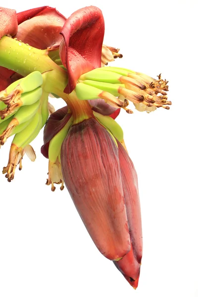 Bananblomst – stockfoto