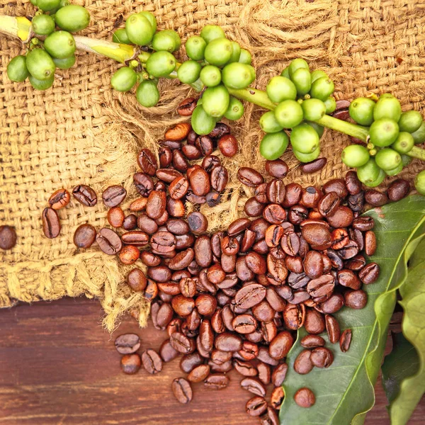 Coffee Beans Green — Stock Photo, Image